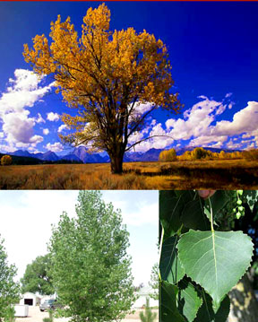 Cottonwood Tree-Plains