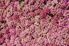 alyssum.pink