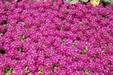 alyssum.rose