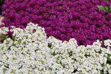 Alyssum