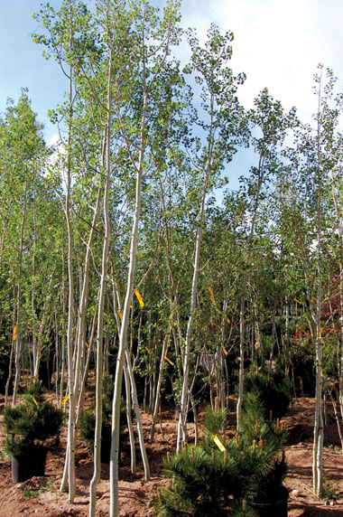 Aspen, Quaking Aspen