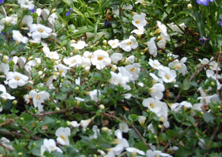 Bacopa