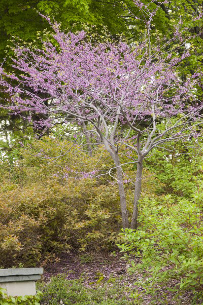 Redbud Tree