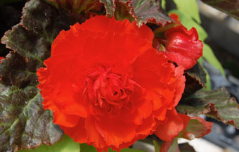 Begonia