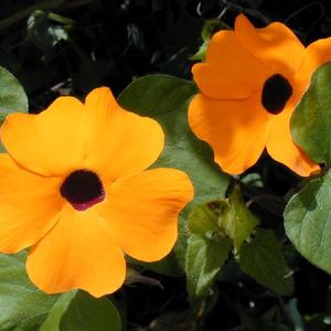 Black-Eye Susan Vine