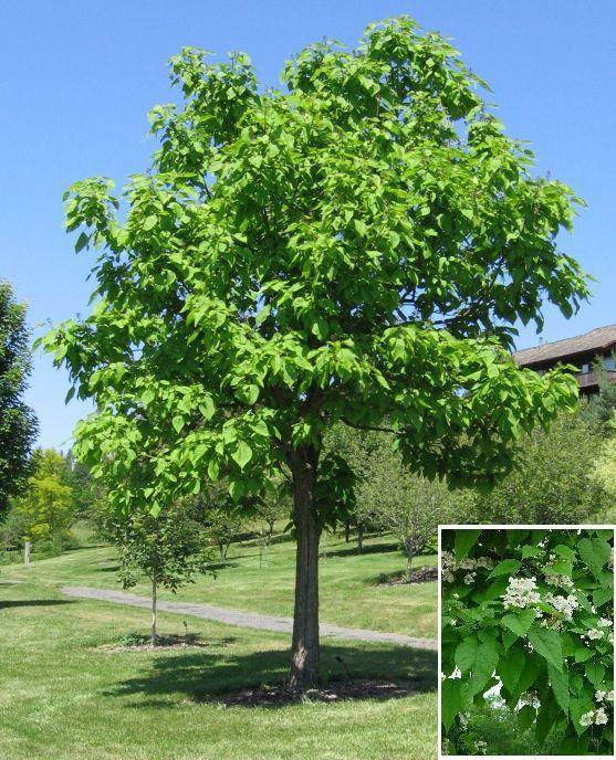 Catalpa