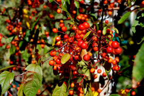 crabapple-berries_0707-web