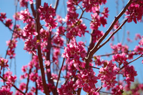 crabapple_1452-web