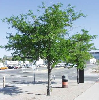 Imperial® Honeylocust