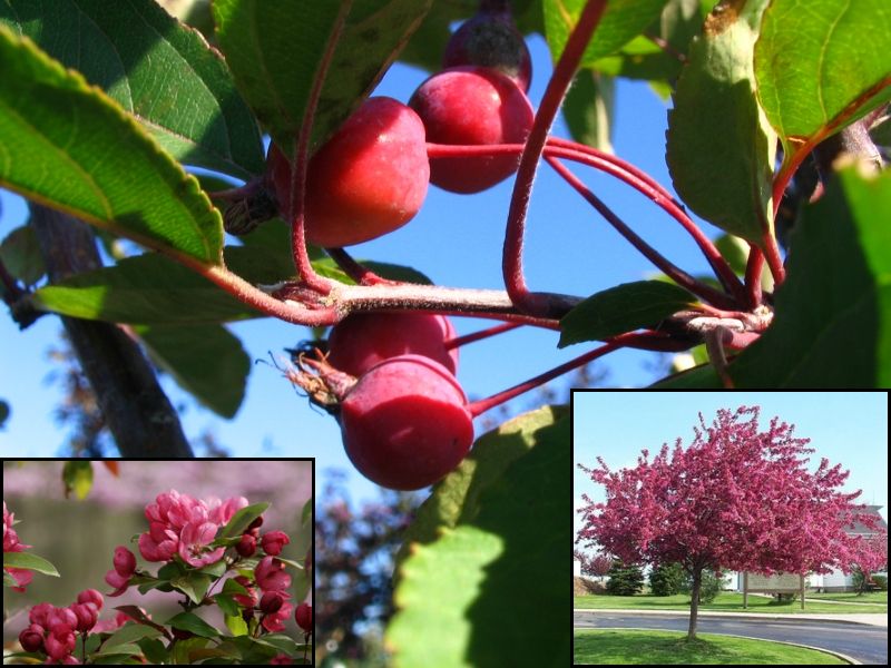 Flowering Crabapple-Radiant