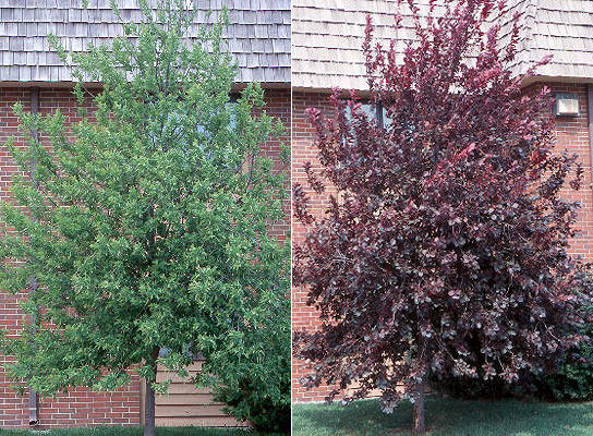 Chokecherry