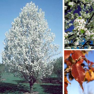 Flowering Pear – Aristocrat®