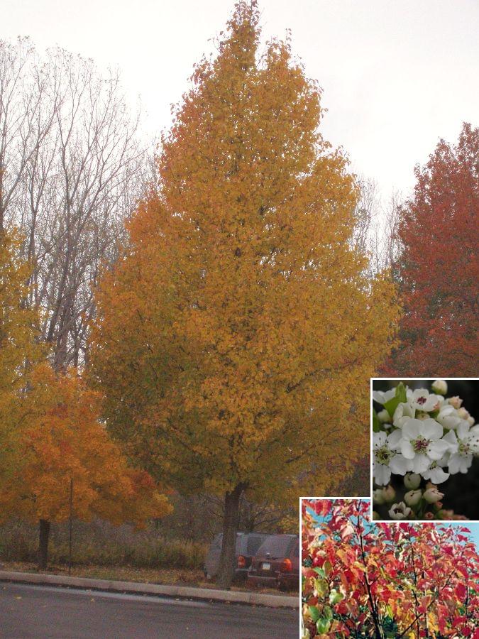 Flowering Pear-Chanticleer