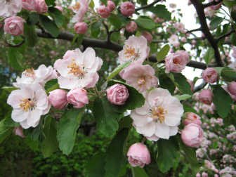 Flowering Crabapple-Klehem’s Bechtel