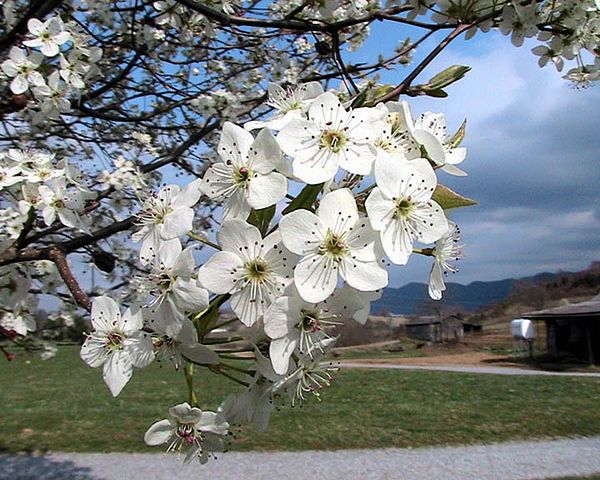 Flowering Pear-Bradford