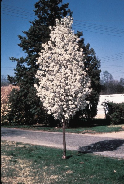 Flowering Pear – Redspire