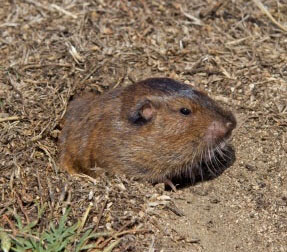 Pocket Gophers