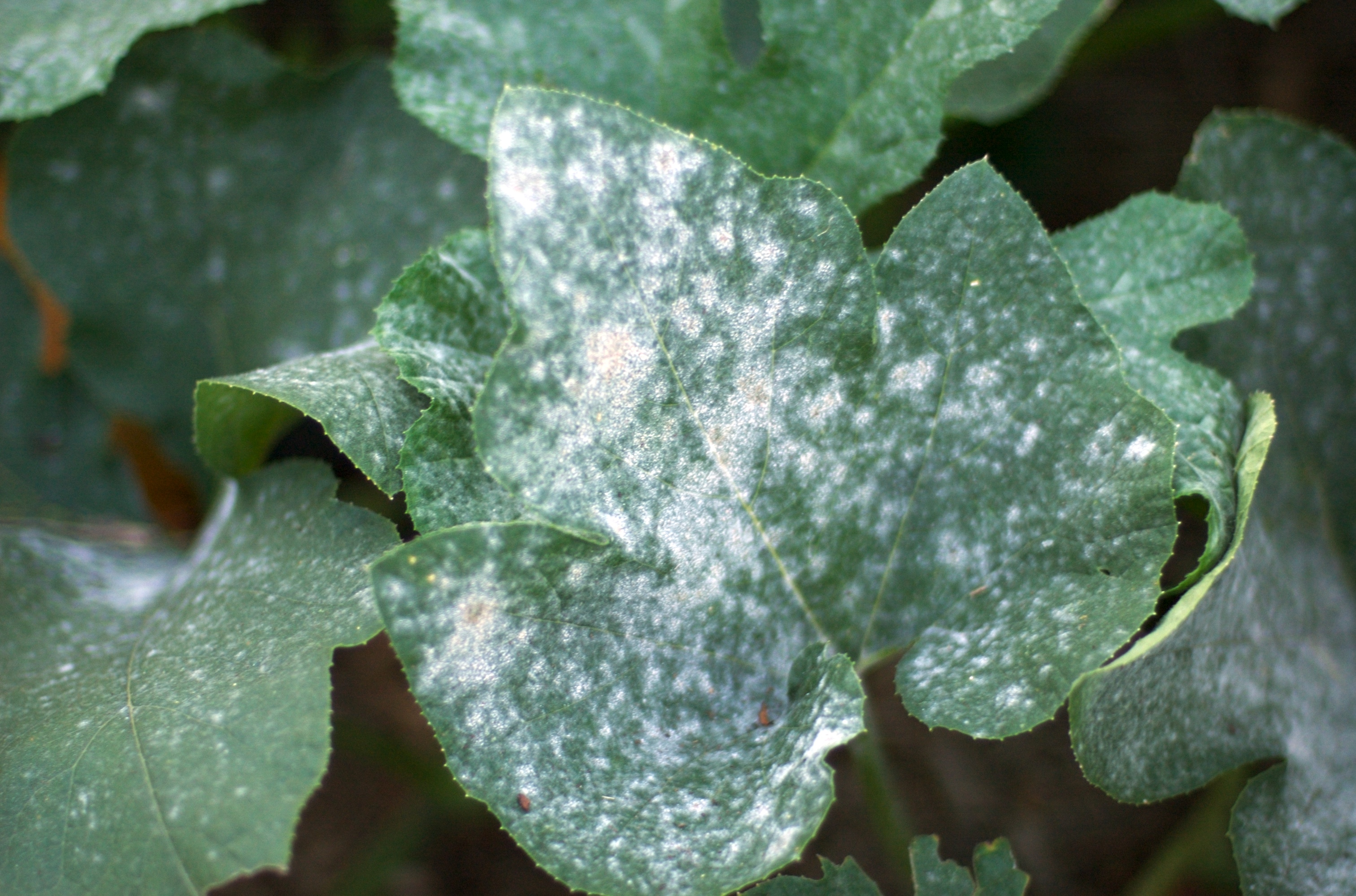 Powdery Mildew