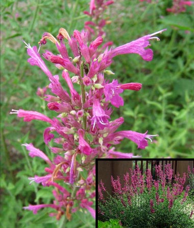 Agastaches – Hummingbird Mint