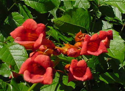 Trumpet Vine