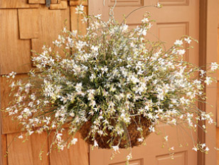 Gaura.Stratosphere_White