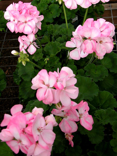 Geranium-lt-pink