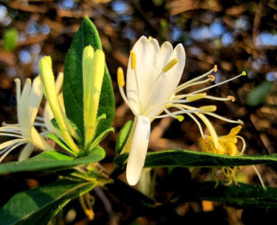 Honeysuckle