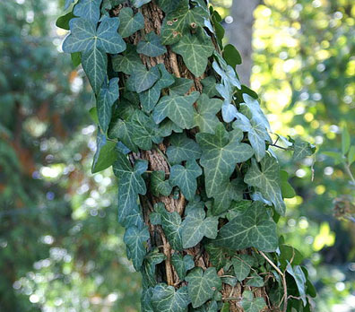 English Ivy