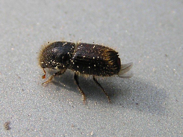 Bark Beetles