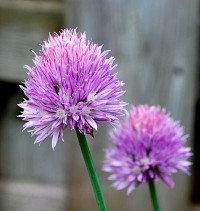 Onion-Chives_Flower-webwiki