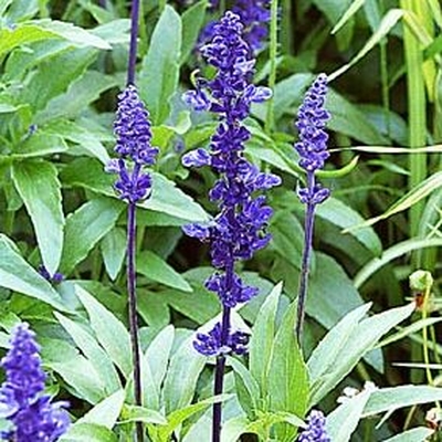 Salvia Victoria