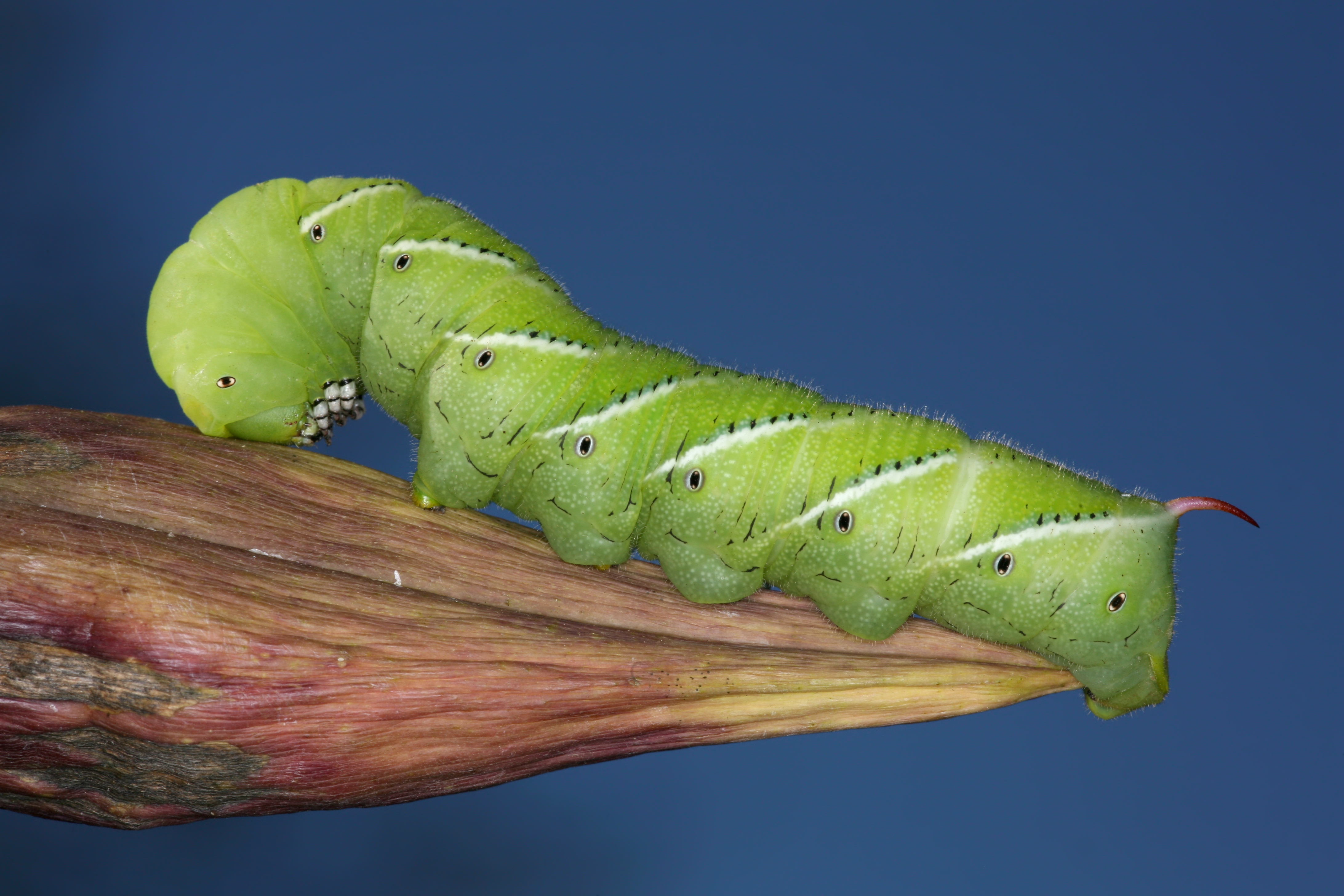 Tomato Hornworm - Payne's Nurseries