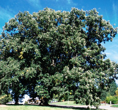 Bur Oak