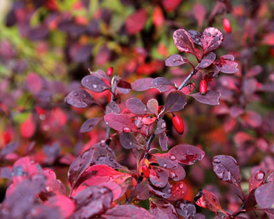 Barberry – Crimson