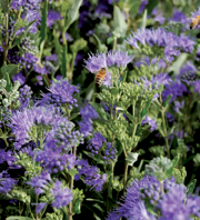 Caryopteris — Blue Mist Spirea