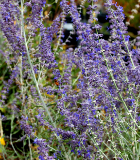 Russian Sage