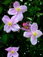 Clematis