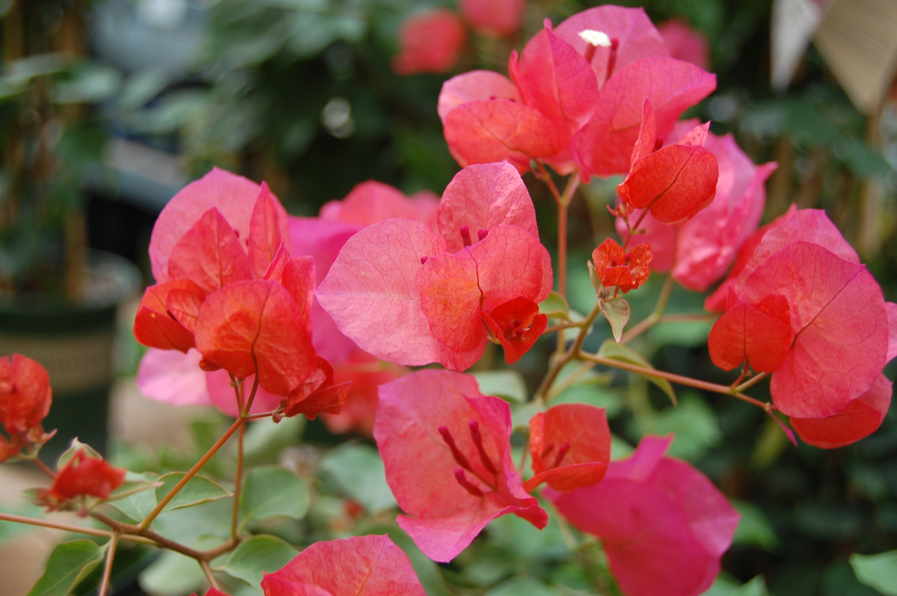 Bougainvillea