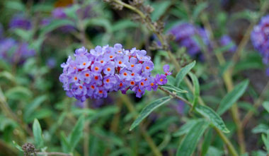 buddleia.blue