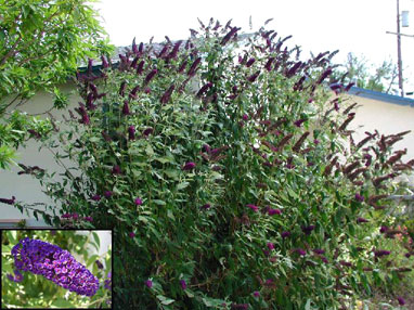 buddleia.davidii.black-knight