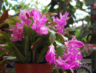 christmas-cactus-fushia