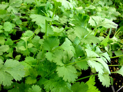 Cilantro