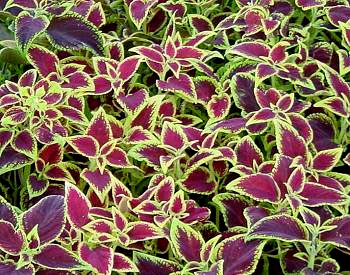 Coleus