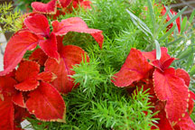 coleus.scarlet.asparagusfern