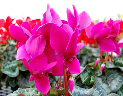 Cyclamen