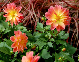 dahlia-pink+yellow-web-crp_1464