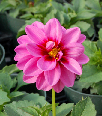 dahlia-pink-web_1881