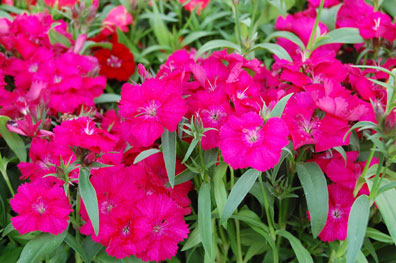 Dianthus