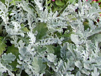 Dusty Miller