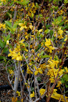 Forsythia